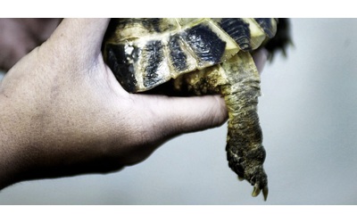 tartarughe infilate nei calzini e spedite in cina individuata una banda specializzata nel contrabbando di animali selvatici