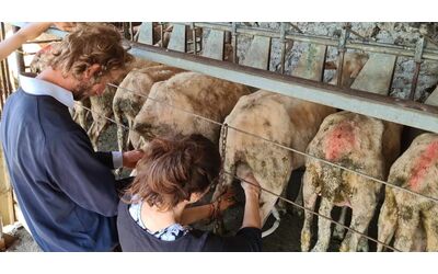 Toscana, boom di iscrizioni alle scuola per pastori: “C’è chi lavora...