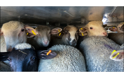 trasporti crudeli di animali in autostrada l europa adegui le leggi per la loro protezione
