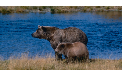 “Tre orsi sono stati avvelenati dalla popolazione in Trentino”, la...