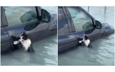 Un gattino si aggrappa alla portiera di un’auto per sopravvivere alla furia...