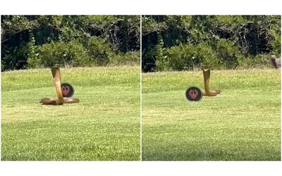 un pericoloso cobra inferocito spunta in mezzo al campo da golf attimi di terrore uno dei serpenti pi letali video