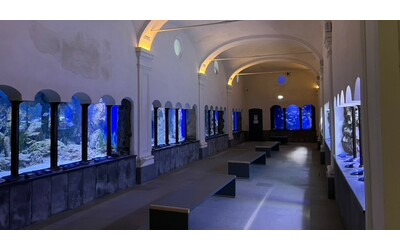 Verso i 150 anni della stazione zoologica Anton Dohrn: l’acquario più antico al mondo è a Napoli