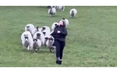 viene inseguita da un gregge di 37 pecore e 2 arieti mentre passeggia tra i prati la scena esilarante virale video