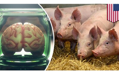 il cervello di un maiale stato mantenuto attivo fuori dal suo corpo per cinque ore
