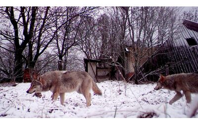 lupi di chernobyl grazie ad una mutazione genetica sviluppano la resistenza al cancro