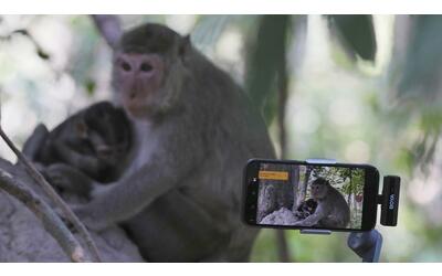 abusi sulle scimmie di angkor wat per ottenere follower e clic la battaglia della cambogia contro gli youtuber