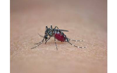 Avremo le zanzare anche  a Natale? Il cambiamento climatico e le nuove malattie