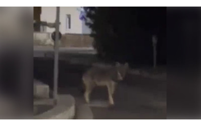 Avvistato lupo nel centro di Cerveteri, i residenti: «Oddio che paura», l'etologo: «Non aggredisce»