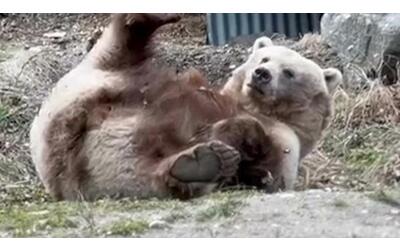 caldo anomalo in canada e gli orsi escono prima dal letargo il video del risveglio del grizzly