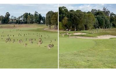 centinaia di canguri invadono il campo da golf nel bel mezzo di una partita