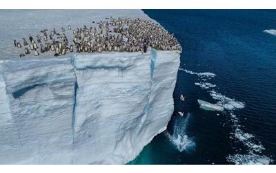 Centinaia di pinguini si tuffano da una scogliera di 15 metri: il video è spettacolare