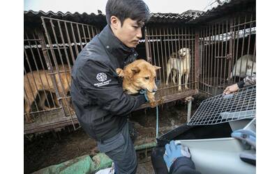 Corea del Sud: stop al commercio di carne di cane