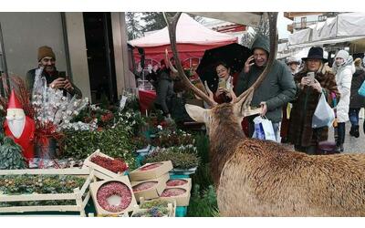 Cortina, «Daspo» al cervo Isaia che passeggiava per il mercato cittadino:...