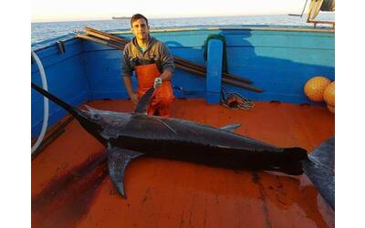 Dai pescatori notizie su specie aliene e squali rari: «Felici di dare un contributo alla scienza»