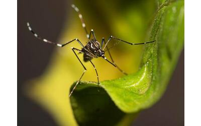 Dengue, ecco perché l’epidemia in Brasile è un potenziale rischio anche...