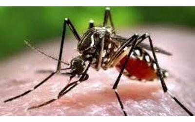 dengue pi controlli su navi e aerei contro le zanzare che trasmettono la malattia