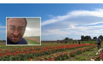 Dopo il pianto virale e le polemiche con Lucarelli, riapre  il campo di tulipani distrutto a Foggia