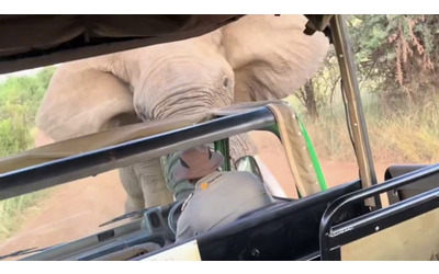 elefante attacca la jeep del safari e la solleva per aria