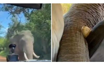 elefante sfonda il finestrino dell auto in cerca di cibo paura per una famiglia in vacanza