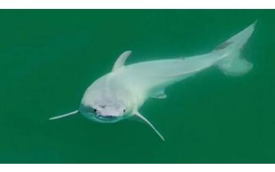 filmato per la prima volta uno squalo bianco appena nato ecco il video