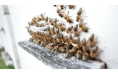 freddo anomalo allarme per le api non riescono a volare a rischio la produzione di miele