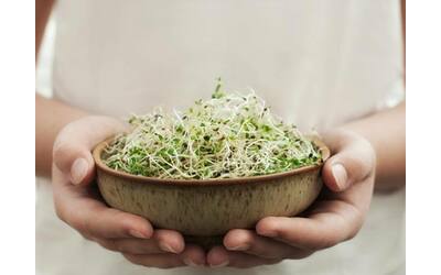 Germogli, le erbe in miniatura ricche di vitamine e sali minerali. Tutti i benefici