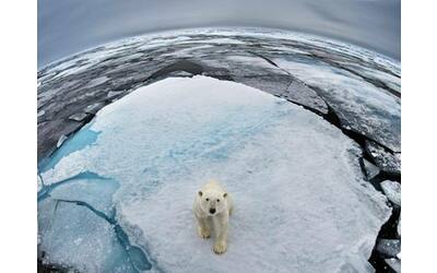 Giornata dell’orso polare, Wwf: «La riduzione del ghiaccio artico mette a rischio la sopravvivenza della specie»