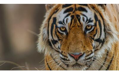 Giornata della Terra, la crisi del pianeta vista con gli occhi della tigre, felino in pericolo: già perso il 96% degli esemplari