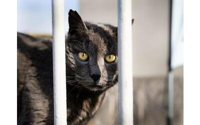 giornata nazionale del gatto l allarme di legambiente crescono i maltrattamenti due reati al giorno nel 2022