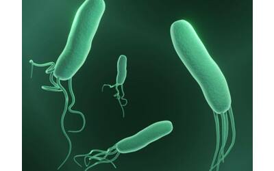 helicobacter pylori la presenza del batterio aumenta il rischio di alzheimer