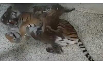 I cuccioli di tigre «attaccano» a sorpresa la mamma: il video è dolcissimo