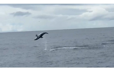 il delfino si esibisce in spettacolari salti mortali il video