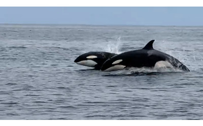 Il fantastico incontro ravvicinato con le orche che nuotano nell’oceano