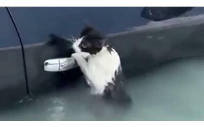 il gatto aggrappato all auto salvato dall alluvione di dubai