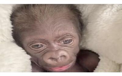Il gorilla nato con un parto cesareo d'emergenza: le immagini dolcissime del cucciolo