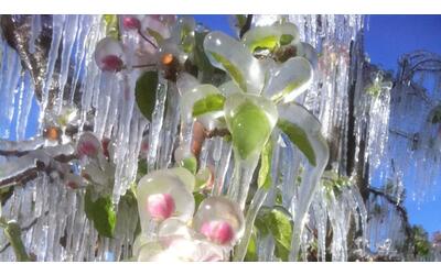 Il grande freddo ghiaccia  i fiori dei meleti in Alto Adige: uno spettacolo pericoloso