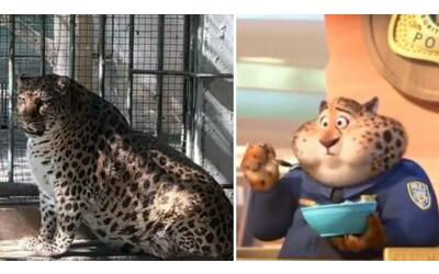 il leopardo obeso dello zoo di panzhihua sar messo a dieta deriso in rete e paragonato al poliziotto di zootropolis