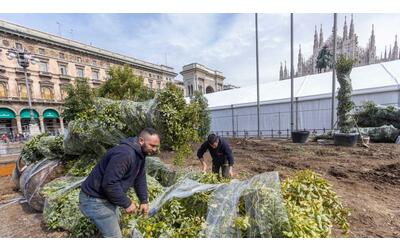 Il nuovo verde in piazza Duomo: prende vita il progetto dell'Oasi Zegna, arrivano canfore e rododendri