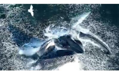 Il pasto delle balene in mezzo all’Oceano: lo stupendo filmato girato con un drone