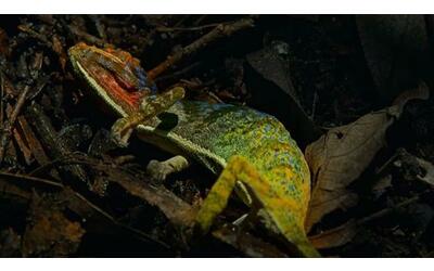Il primo filmato dell'esplosione psichedelica di colori di un camaleonte poco prima di morire