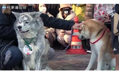 Il raduno degli esemplari di Akita in Giappone per ricordare Hachiko, il cane...