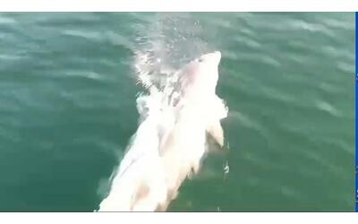 il video dei delfini al largo di cesenatico ripresi dai pescatori del bafiet