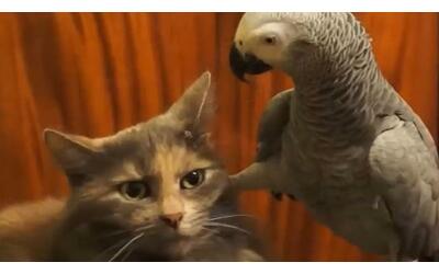 il video virale della pazienza infinita di un gatto con un pappagallo impertinente