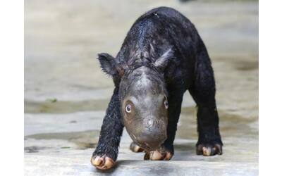 Indonesia, nato un rinoceronte di Sumatra a rischio di estinzione