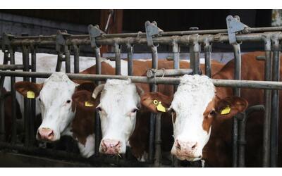influenza aviaria una mucca da latte ha contagiato una persona negli stati uniti