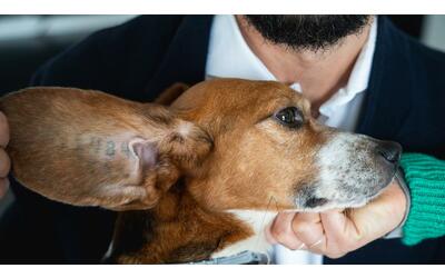 jordan il beagle adottato dopo essere stato usato nella sperimentazione da aptuit sempre stato al buio cerca solo affetto