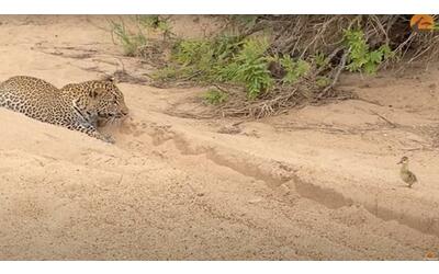 L’anatroccolo si avvicina al leopardo: ecco come va a finire