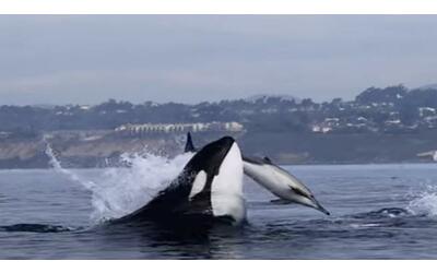 L’orca a caccia di delfini al largo della costa di San Diego