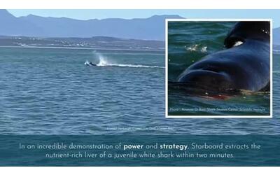 L’orca attacca lo squalo bianco e lo uccide in meno di due minuti